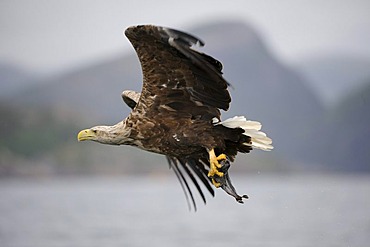 White-tailed Eagle or Sea eagle (Haliaeetus albicilla) in flight with prey, Flatanger, Nordtrondelag, Norway, Scandinavia, Europe