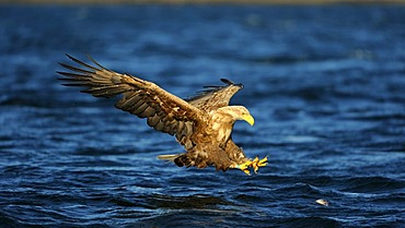 White-tailed Eagle or Sea eagle (Haliaeetus albicilla), hunting, Flatanger, Nordtrondelag, Norway, Scandinavia, Europe