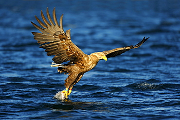 White-tailed Eagle or Sea eagle (Haliaeetus albicilla) gripping its prey in flight, Flatanger, Nordtrondelag, Norway, Scandinavia, Europe