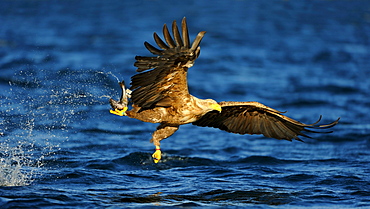 White-tailed Eagle or Sea eagle (Haliaeetus albicilla) gripping its prey in flight, Flatanger, Nordtrondelag, Norway, Scandinavia, Europe