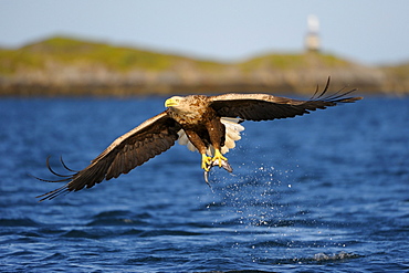 White-tailed Eagle or Sea eagle (Haliaeetus albicilla) in flight with prey, behind the Norwegian coastline with lighthouse, Flatanger, Nordtrondelag, Norway, Scandinavia, Europe