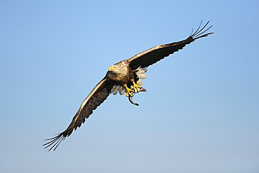 White-tailed Eagle or Sea eagle (Haliaeetus albicilla) in flight with prey, Flatanger, Nordtrondelag, Norway, Scandinavia, Europe