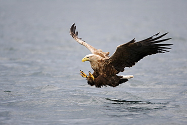 White-tailed Eagle or Sea eagle (Haliaeetus albicilla), hunting, Flatanger, Nordtrondelag, Norway, Scandinavia, Europe