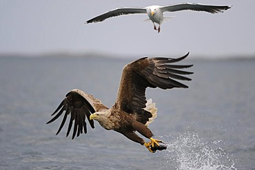 White-tailed Eagle or Sea eagle (Haliaeetus albicilla) in flight with prey, and Great Black-backed Gull (Larus marinus) behind, Flatanger, Nordtrondelag, Norway, Scandinavia, Europe