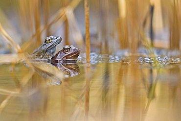 Moor Frogs (Rana arvalis) mating