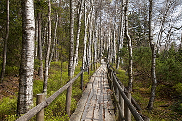 Wooden footpath, hiking trail, Naturschutzgebiet Wildseemoor nature reserve, Kaltenbronn. Gernsbach, Black Forest, Baden-Wuerttemberg, Germany, Europe