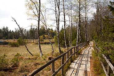 Wooden footpath, hiking trail, Naturschutzgebiet Wildseemoor nature reserve, Kaltenbronn, Gernsbach, Black Forest, Baden-Wuerttemberg, Germany, Europe