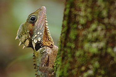 Boyd’s Forest Dragon (Hypsilurus boydii), Mossman George, Daintree National Park, Queensland, Australia