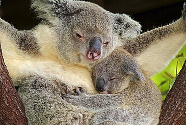 Koala (Phascolarctos cinereus) with pup, Australia