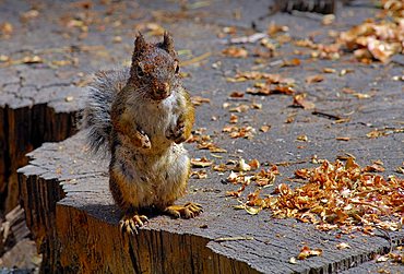 Douglas Squirrel (Tamiasciurus douglasii) sitting on a giant sequoia stump looking into the camera, Sequoia National Park, California, USA