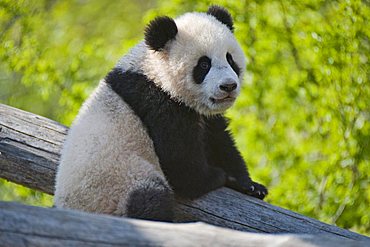 Young Panda (Ailuropoda melanoleuca) named Fu Long, Schoenbrunn Zoo, Vienna, Austria, Europe