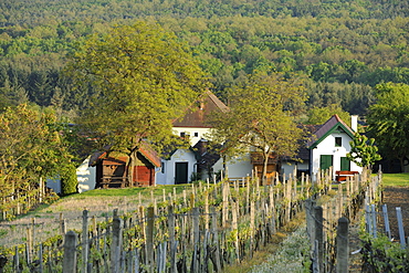 Wine growers' houses on Csaterberg, Kohfidisch, Burgenland, Austria, Europe