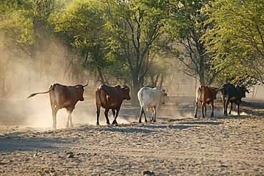 Cattle herd near Lake Ngami, Botswana, Africa