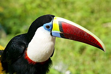 Swainson toucan (Ramphastos swainsonii), Santa Mission, Guyana, South America