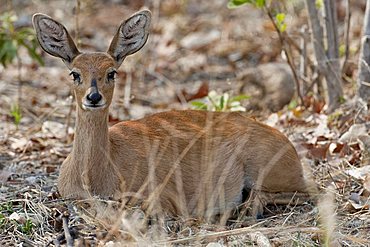 Steenbok (Raphicerus campestris), Chobe National Park, Botswana, Africa