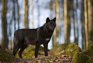 Eastern Wolf or Eastern Canadian Red Wolf (Canis lupus lycaon)