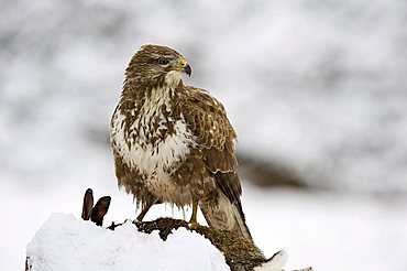 Common Buzzard (Buteo buteo)