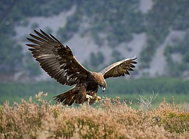 Golden Eagle (Aquila chrysaetos)