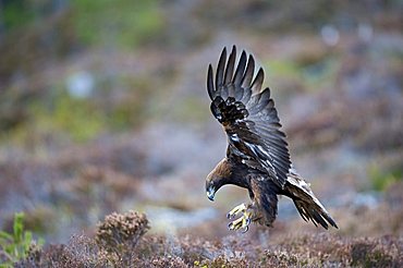 Golden Eagle (Aquila chrysaetos)