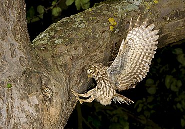 Little Owl (Athene noctua)