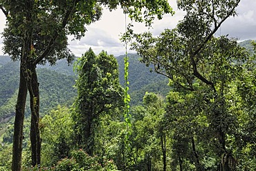 View of the rain forest, Mamu Rainforest Canopy Walkway, Wooroonooran National Park, Queensland, Australia