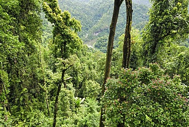 View of the rain forest, Mamu Rainforest Walkway Conopy, Wooroonooran National Park, Queensland, Australia