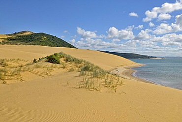 Landscape with sand dunes on Hokianga Harbour, Opononi, North Island, New Zealand