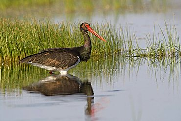 Black stork (Ciconia nigra)