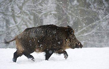 Wild boar (Sus scrofa) in the snow