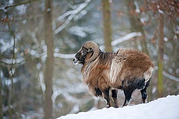 Ram (Ovis) in winter