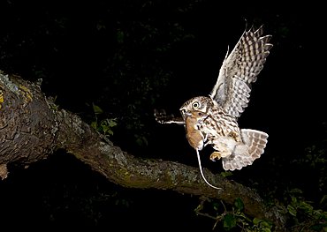 Little Owl (Athene noctua)