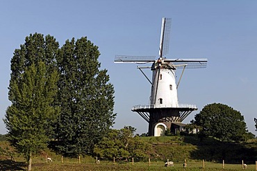 Dutch windmill, Veere, Walcheren, Zeeland, Netherlands, Europe