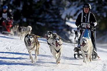 Dog-sled team, Unterjoch, Bavaria, Germany, Europe