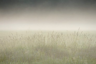 Morning atmosphere with fog, Elbe floodplain near Dessau, Saxony-Anhalt, Germany, Europe