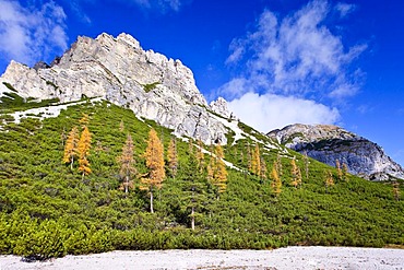 Autumn-coloured Larch (Larix) trees on a hillside in Fanes-Senes Nature Park in Alta Pusteria above Pederue, Dolomites, Alto Adige, Italy, Europe