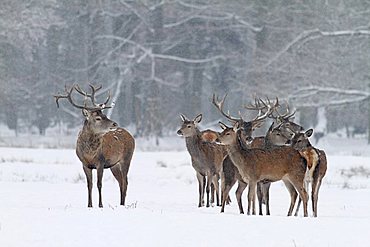 Red deer (Cervus elaphus) in the snow, Hesse, Germany, Europe