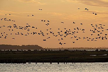 Cranes in flight at sunrise