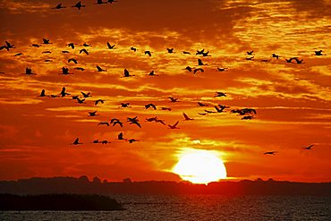 Cranes in flight at sunrise