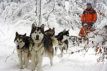 Dog sled in deep snow