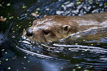 Otter (Lutra lutra), Wildpark Edersee, North Hesse, Germany, Europe