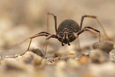 Harvestman (Opiliones spec), Bulgaria, Europe