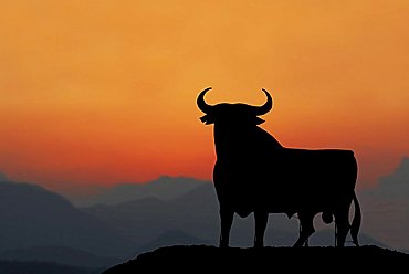 Bull of Andalusia at sunset, Seville, Andalusia, Spain