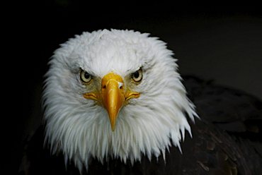 Bald eagle (Haliaeetus leucocephalus)