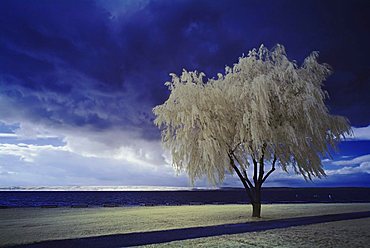 Tree at a lake in front of clouds, infra-red colour, Neusiedler lake, Burgenland, Austria