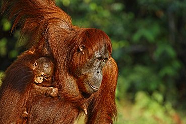 Orang-Utan (Pongo pygmaeus) in Tanjung Putting national park, Central-Kalimantan, Borneo, Indonesia