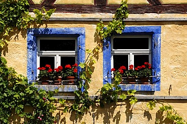 Two windows with geraniums and blue borders on the Haeckergut farm from the Steigerwaldrand, built in 1717, from Ergersheim, Franconian open-air museum, Eisweiherweg 1, Bad Windsheim, Middle Franconia, Bavaria, Germany, Europe