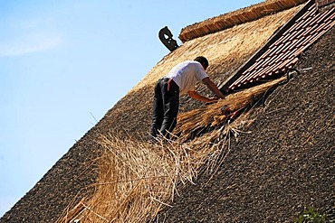 Man repairing a thatched roof, Schwarzenbeck, Schleswig Holstein, Germany, Europe