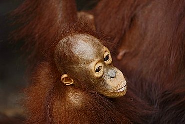 Orang-Utan (Pongo pygmaeus) in Tanjung Putting national park, Central-Kalimantan, Borneo, Indonesia