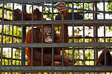 Orang-Utan care centre and quarantine facility, Pangkalanbun, Central-Kalimantan, Borneo, Indonesia