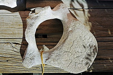 Whalebone, Fyffe House, whalers' house from 1842, Kaikoura Peninsula, South Island, New Zealand